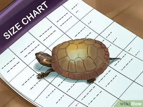 Image titled Tell a Turtle's Age Step 6