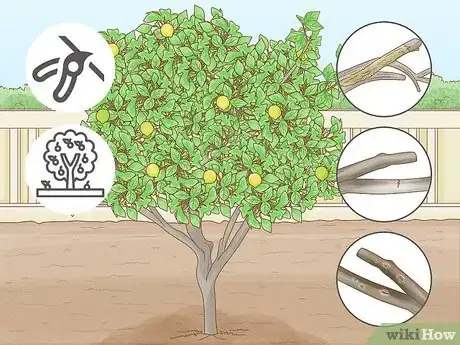 Image titled Prune a Lime Tree Step 6