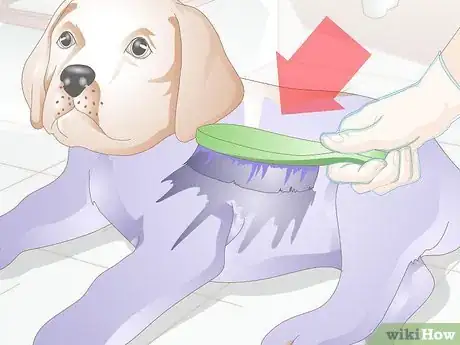 Image titled Dye Your Dog's Hair with Kool Aid Step 8