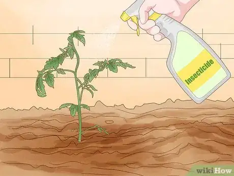 Image titled Treat Curly Top Virus in Tomatoes Step 10