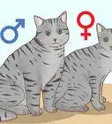 Determine the Sex of a Kitten