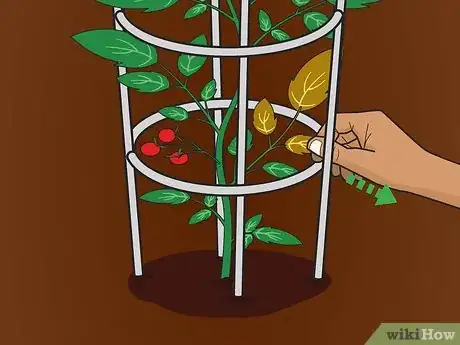 Image titled Cage Tomatoes Step 11