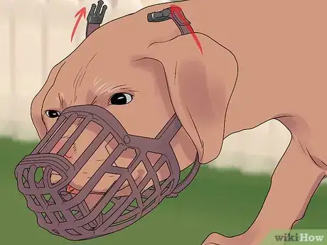 Image titled Muzzle Train a Dog Step 10