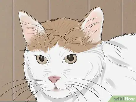 Image titled Identify a Turkish Van Step 2