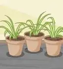 Divide a Spider Plant