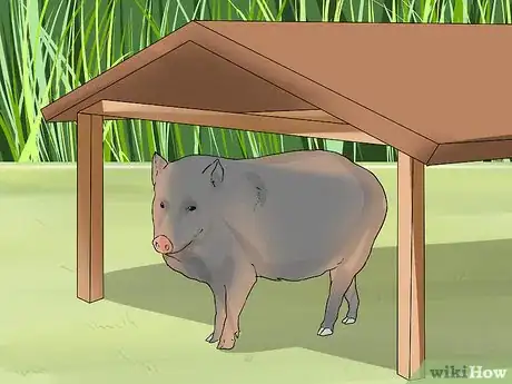 Image titled Care for a Javelina Step 1