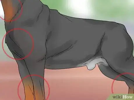 Image titled Identify a Rottweiler Step 7