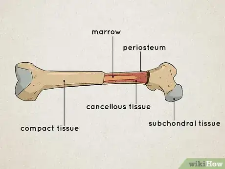 Image titled Understand the Human Skeletal System Step 4