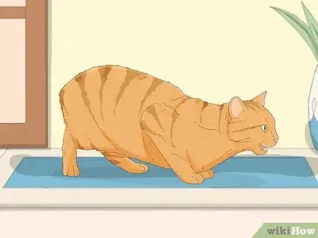 Image titled Tell if a Cat is Pregnant Step 2