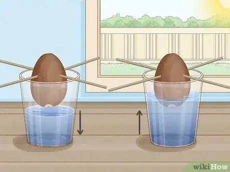 Image titled Grow Avocados as Houseplants Step 12