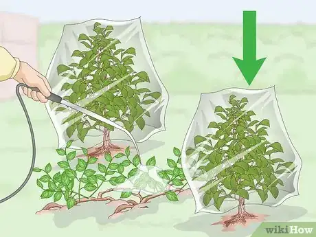 Image titled Kill Vines Step 12