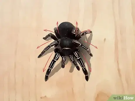 Image titled Pick a Pet Tarantula Step 11