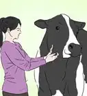 Identify Holstein Cattle