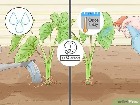 Image titled Grow Taro Step 12