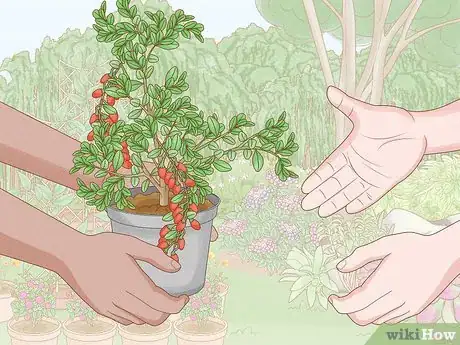 Image titled Grow Goji Berry Plants Step 2