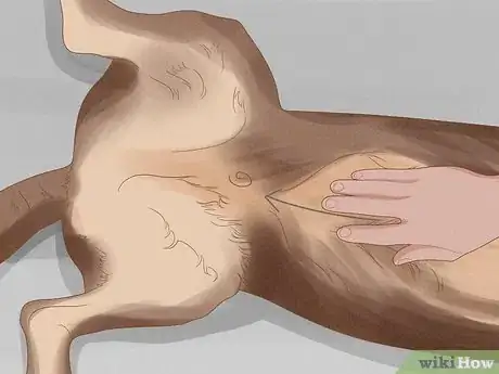 Image titled Massage a Dog to Poop Step 4