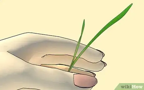 Image titled Grow Wheatgrass at Home Step 8