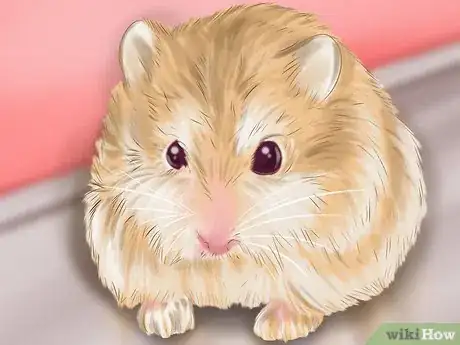 Image titled Care for Roborovski Hamsters Step 16