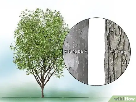 Image titled Identify Common Species of Maple Trees Step 18