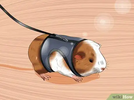 Image titled Walk a Guinea Pig on a Leash Step 1