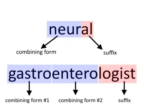 Image titled Understand_Medical_Terminolgy_Step_3.png