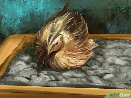 Image titled Bathe a Pet Quail Step 21