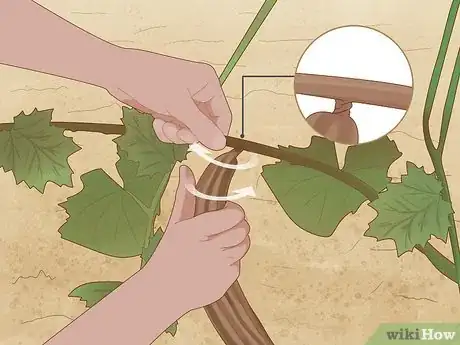 Image titled Grow Luffa Step 8