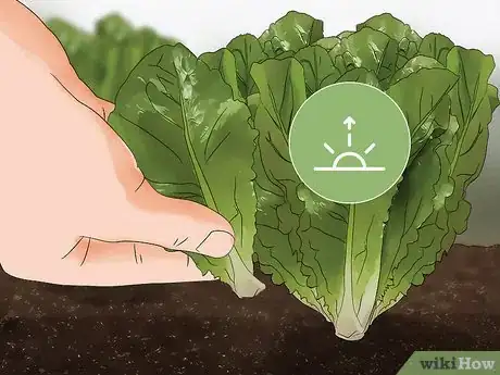 Image titled Harvest Romaine Lettuce Step 7