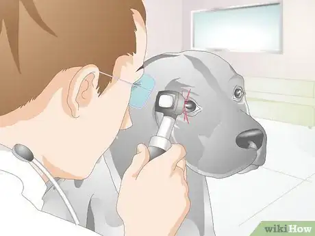 Image titled Treat Scratches on Your Dog's Eye Step 2