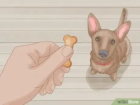 Image titled Make Your Dog More Playful Step 10