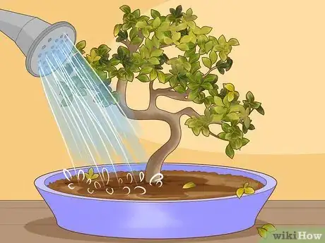 Image titled Revive a Bonsai Tree Step 2