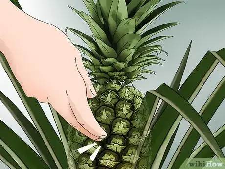 Image titled Harvest Pineapple Step 4