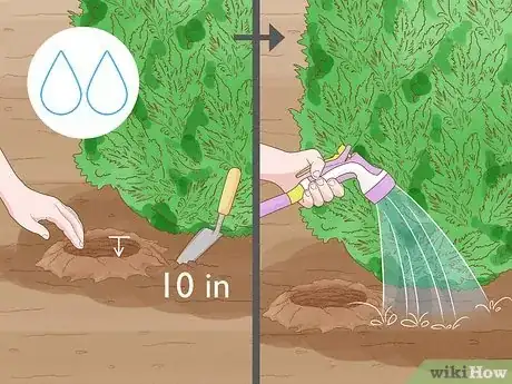 Image titled Plant Leyland Cypress Step 20