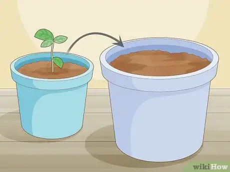 Image titled Plant Basil in a Pot Step 10