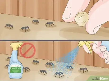 Image titled Get Rid of Carpenter Ants Step 1