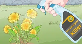 Get Rid of Dandelions in a Lawn