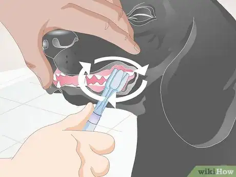 Image titled Clean Your Dog's Teeth Step 8