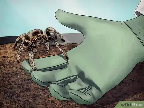 Image titled Keep Spiders As Pets Step 10