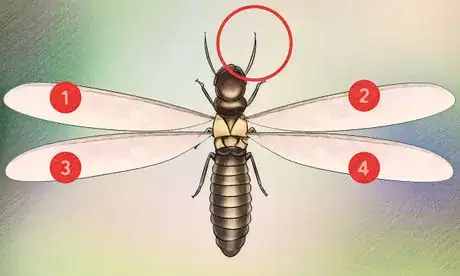 Image titled Identify a Termite Step 2