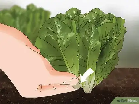 Image titled Harvest Romaine Lettuce Step 9