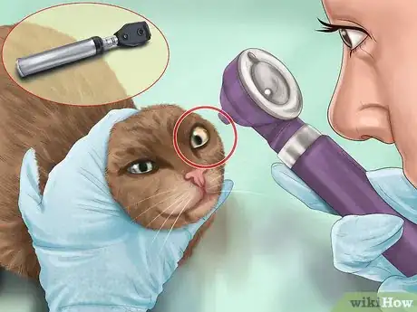 Image titled Diagnose Feline Cataracts Step 10