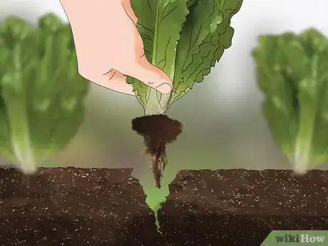 Image titled Harvest Romaine Lettuce Step 4