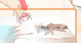 Care for a Crab