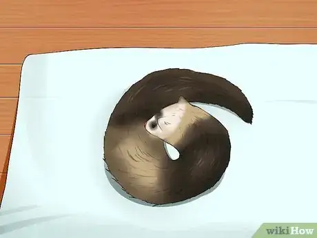 Image titled Bathe a Ferret Step 8