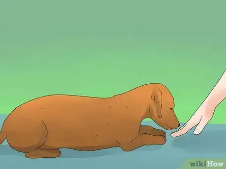 Image titled Tell if Your Dog Is Deaf Step 3