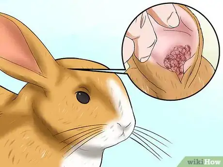 Image titled Treat Ear Mites in Rabbits Step 7