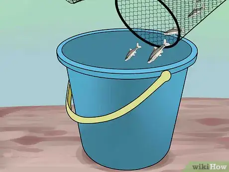 Image titled Bait and Use a Minnow Trap Step 10