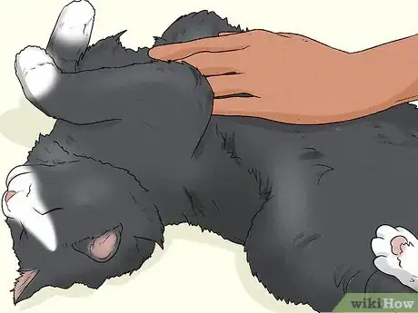 Image titled Give Your Cat a Massage Step 25