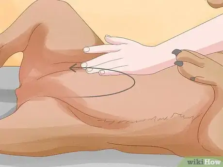 Image titled Massage a Dog to Poop Step 7