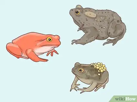 Image titled Find Toads Step 15